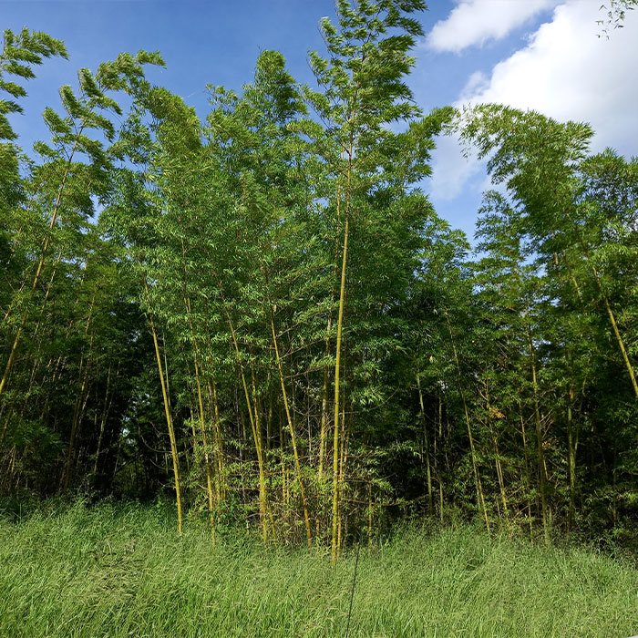 Bambu e Créditos de Carbono