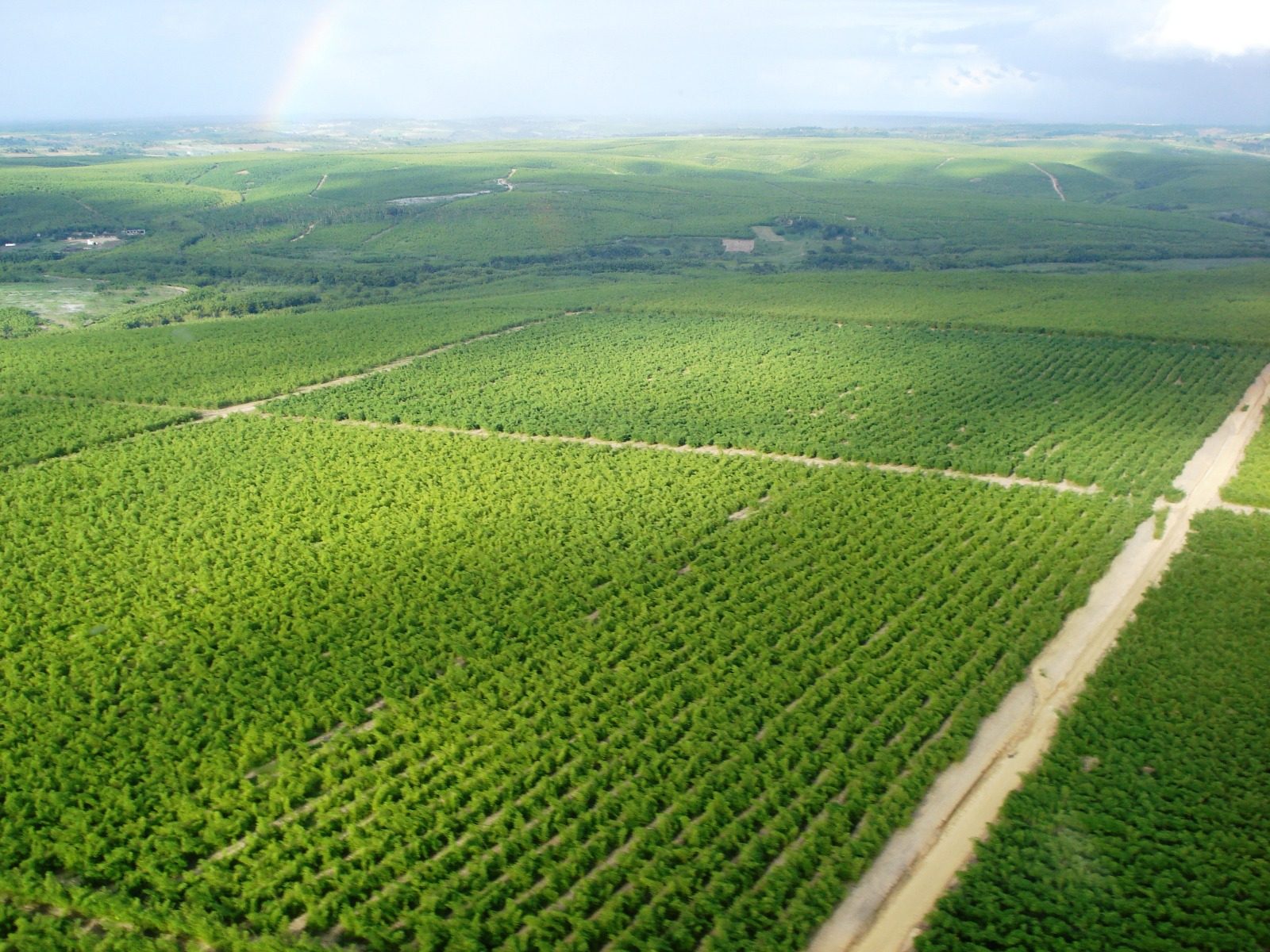 Plantio de bambu em escala comercial